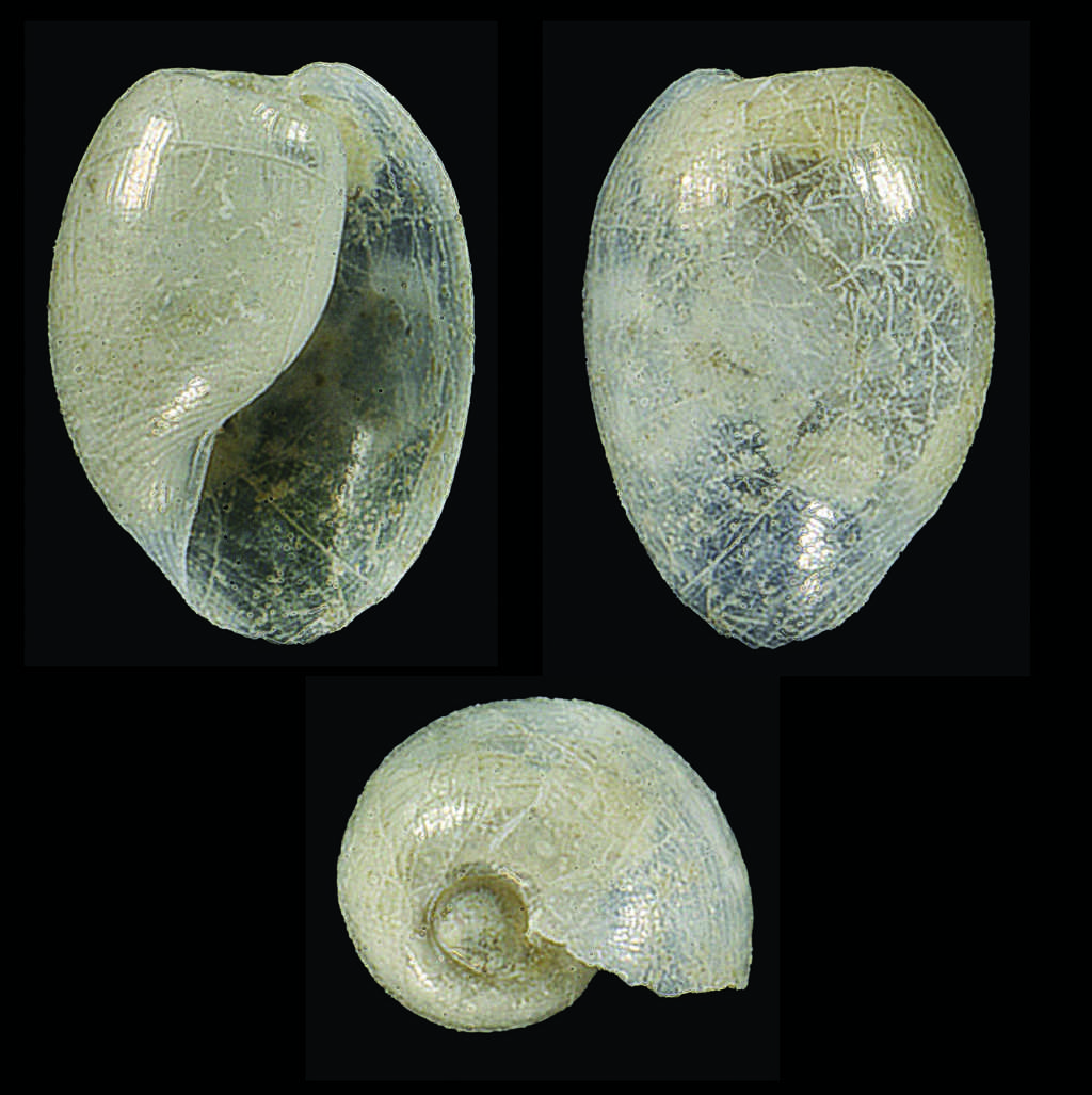 Cosa potrebbe essere